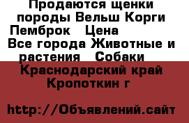 Продаются щенки породы Вельш Корги Пемброк › Цена ­ 40 000 - Все города Животные и растения » Собаки   . Краснодарский край,Кропоткин г.